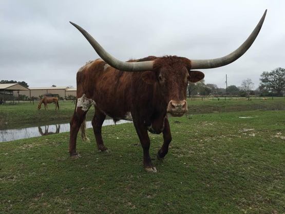 Batman - our resident Texas Longhorn steer. He is helpful as a lead cow in calmly leading new, young heifers around the farm to water and hay when it is moved.­